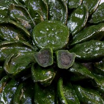 송현떡집 영광모시송편 모시떡 (찐송편) 깨 20개, 30g