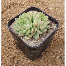 [다육식물]말간(군생), 1개