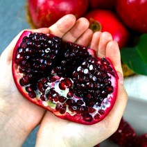 캘리포니아 미국 생석류 대과 11-12입 5kg