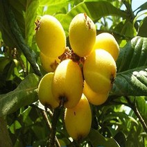 순희농장 비파나무묘목 비파화분 블루베리나무 황칠 수국 묘목, 산수국포트-2개