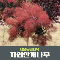 서울농원묘목/자엽안개나무 7호사각포트묘 조경수, 1개