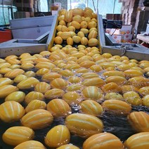 가정용 성주 꿀 참외 10kg 크기 당도선별 산지직송, 랜덤과