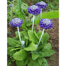 앵초-살바나 10cm포트묘 (3개) 노지월동 다년생 봄개화 묵은주 천지가야생화