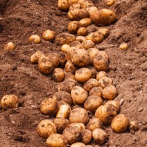 국내산 감자 햇 수미감자 2kg / 2개 주문시 5kg발송 알감자 찜용 반찬용, 알감자(소) 조림용-2kg/2개주문시 5kg발송