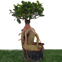 [카니발플라워]인삼벤자민_대(cf271), 1개