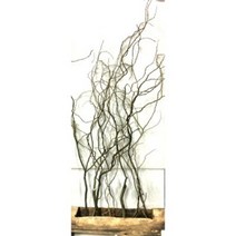 생화(절화)-두배로 곱슬버들 ( 약100cm ) 5줄기1묶음 -데코나무 장식나무 꽃꽃이재료 수반재료 수경식물 수경나무 버들 버들잎-두배곱슬