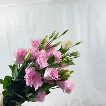 [꽃 마실] 리시안셔스 한다발 생화 5가지 색상 (20송이), 핑크