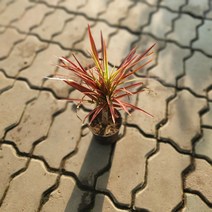 레인보우마지나타 30~50cm 69