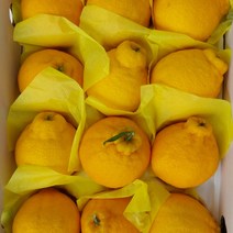 [제주직송} 제주 한라봉 제주도 제철 2kg 3kg 5kg 선물용 가정용, 3kg 가정용_중소_13과 내외