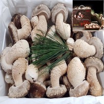 송이송향버섯(송화버섯 송고버섯) 농가직송 무농약친환경, 1box, 선물용(일반)1kg