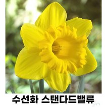 수선화 스탠다드밸류 구근10개