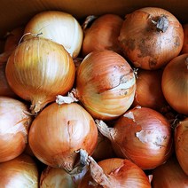 대감댁 국산 햇양파 3kg 5kg 10kg 양파장아찌용 저장용 5키로 10키로, 양파 (중) 5kg