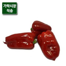 가락시장직송 홍피망 500g, 단품