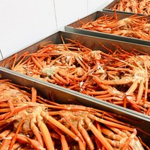 선주직송 구룡포 국내산 홍게, 실속형 10마리