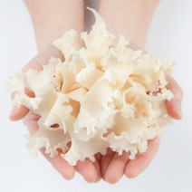 질병예방에 탁월한 GAP인증 친환경 꽃송이버섯 500g, 1000