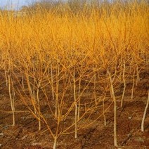 묘목/황금회화나무 /접목2년 특묘/2주 KS287