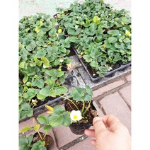 안산 플라워마트 본오동 딸기 모종