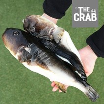 동해안 자연산 손질복어 주문즉시 손질한 생물 참복 밀복, 1개, 참복 3kg (2-4미/냉동)