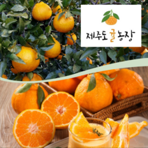 서귀포 강정 제주도귤농장 하우스 한라봉 5Kg, 중과