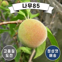 (나무85) 복숭아나무 11종 시리즈, 10. 경봉 결실주