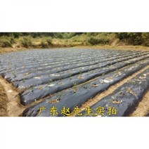 블랙 농업용 보온지막 블랙지막 화이트지막 제초막 딸기 비닐하우스막 과수 가림막, 20마리 폭 2미터 두께 1.4S 길이