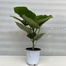 [다은꽃농원]휘카스 휘커스 움베르타 생장점 살아있는 외목대 산소탱크 실내공기정화식물 인테리어, 1개