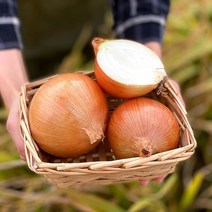 수토마켓 업소용 특대 햇양파 5kg 10kg 15kg, 업소용 5kg