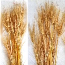 드라이 고퀄리티-보리 (60~70cm 10줄기1묶음) 보리사초 말린보리 말린보리는말린밀 보리가 밀보다수염이길다