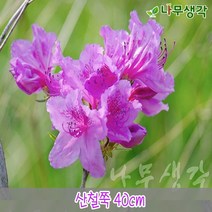 착한가격 나무생각 / 철쭉모음 / 30cm/40cm / 5주묶음, 주, 산철쭉 40cm 5주묶음