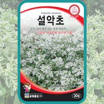 설악초 30립 / 꽃씨 키우기 종자 설악초씨앗, 1개
