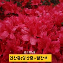 온뜨락농원[영산홍] 철쭉 최상품 40cm (베니-빨강색꽃) 조경수 정원수 전원주택조경 대단지조경공사용