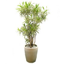 플라워리퍼블릭 송오브인디아 kj1 축하화분배달 개업 선물 거실 미세