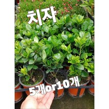 치자-5개or10개/한없는 즐거움과 행복