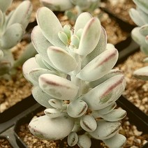 방울복랑 자연 랜덤발송 1001-107, 단품, 1개