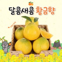 제주 황금향 꿀당도 신선함 그대로 2.6kg 4.5kg 추석선물세트, 황금향 선물세트 중과 4.5kg(15~19과)
