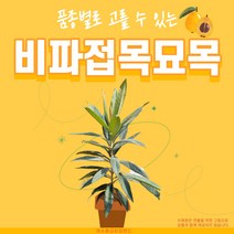 [여수 2년생 미황 비파 묘목] 접목묘 약용 관상용 조경수 정원수 과실수 재배 키우기, 장기조생