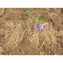 경상북도 영주 비세척 실속 약도라지 1kg /23년햇도라지, 1개