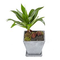 아가베(아테누아타)(OW-1001)[개업화분/축하/사무실이전]