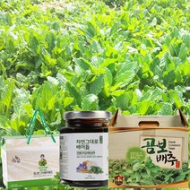 배도라지 곰보배추 즙 곰보배추 효능 먹는법 기관지 천식에 좋은음식, 1_곰보배추즙 100ml x 30팩