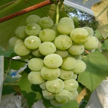 신품종 청포도(샤인머스켓) 삽목1년 특묘 1주 나무 D66