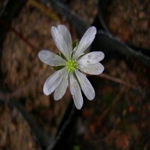 희귀야생화/포트묘/화분용/ 수크령 5주