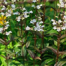 모종/ 펜스테몬-허스커레드스트레인(자엽펜스테몬)포트묘4개 b365