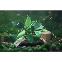 미네랄새우구름다리 소 [체리새우/crs새우/생이새우키우기] 애완관상용새우놀이터, 미네랄 새우구름다리 (소)