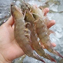 국산 제철 생새우 1kg 특대 활새우로 포장, 활새우 1kg 37-45미 내외