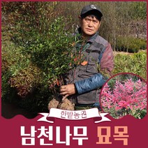 남천나무 묘목 1m 80cm 60cm 1m20 공기청정식물, 남천1m