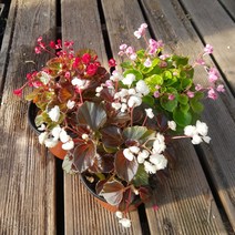 행복한꽃순이//팝콘베고니아(12cm분), 분홍+빨강+흰색