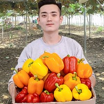 가우농산 파프리카 미니파프리카1.5kg 3kg, 못난이 1.5kg (노랑+빨강 7과 내외), 1개