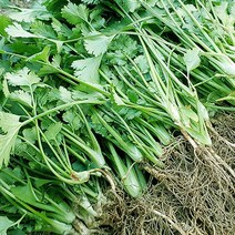 [리빙팁] 국내산 농장직송 당일수확! 고수 500g, 1개