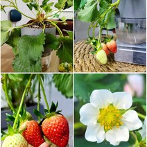 집에서 설향 딸기 키우기 키트(모종+화분+패드+영양제+상토)