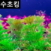 수초킹 초보수초 암브리아 15촉 만원